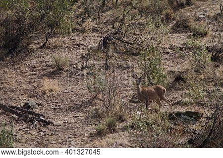 Spanish Red Deer Cervus Elaphus Hispanicus. Young Stag. Monfrague National Park. Caceres. Extremadur