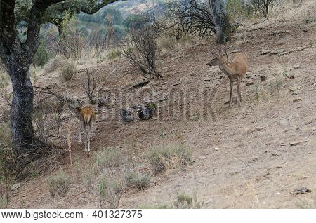 Spanish Red Deers Cervus Elaphus Hispanicus. Female And Its Cub. Monfrague National Park. Caceres. E