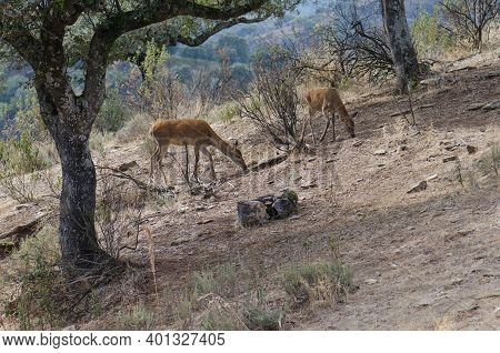 Spanish Red Deers Cervus Elaphus Hispanicus Searching For Food. Female And Its Cub. Monfrague Nation