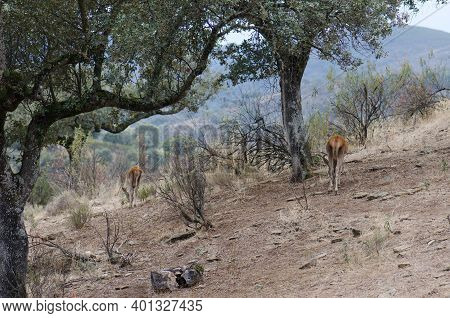 Spanish Red Deers Cervus Elaphus Hispanicus Searching For Food. Female And Its Cub. Monfrague Nation