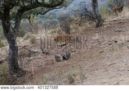 Spanish Red Deers Cervus Elaphus Hispanicus. Female And Its Cub In The Background. Monfrague Nationa