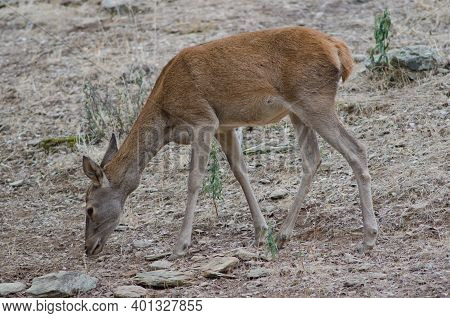 Female Spanish Red Deer Cervus Elaphus Hispanicus Feeding. Monfrague National Park. Caceres. Extrema