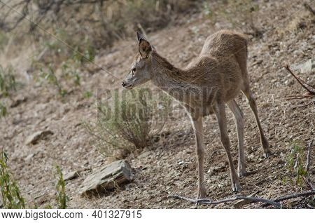 Young Spanish Red Deer Cervus Elaphus Hispanicus. Monfrague National Park. Caceres. Extremadura. Spa
