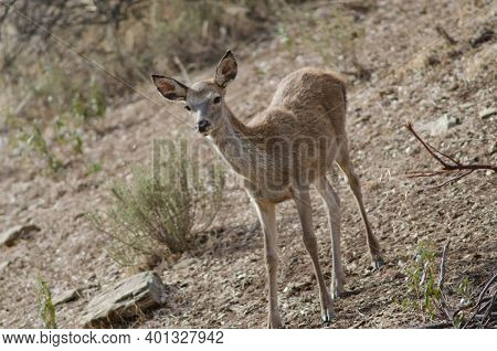 Young Spanish Red Deer Cervus Elaphus Hispanicus. Monfrague National Park. Caceres. Extremadura. Spa