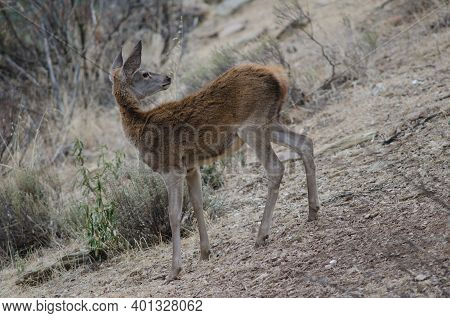 Young Spanish Red Deer Cervus Elaphus Hispanicus. Monfrague National Park. Caceres. Extremadura. Spa