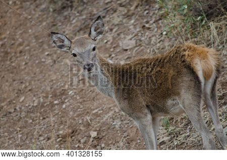 Young Spanish Red Deer Cervus Elaphus Hispanicus. Monfrague National Park. Caceres. Extremadura. Spa