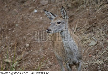 Young Spanish Red Deer Cervus Elaphus Hispanicus. Monfrague National Park. Caceres. Extremadura. Spa