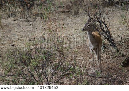 Female Iberian Red Deer Cervus Elaphus Hispanicus. Monfrague National Park. Caceres. Extremadura. Sp