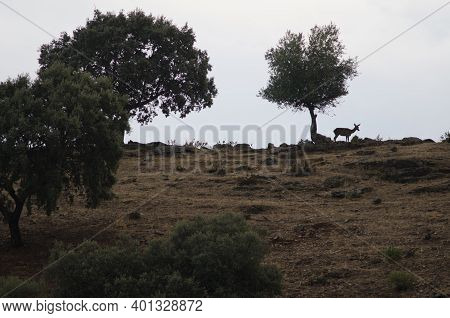 Female Spanish Red Deer Cervus Elaphus Hispanicus. Monfrague National Park. Caceres. Extremadura. Sp