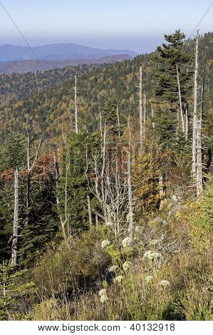 Patří v regionu Smoky Mountains