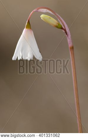 Flower Of Autumn Snowflake Leucojum Autumnale. Monfrague National Park. Caceres. Extremadura. Spain.