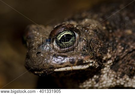 Head Of Common Toad Bufo Bufo. Malpartida De Plasencia. Caceres. Extremadura. Spain.
