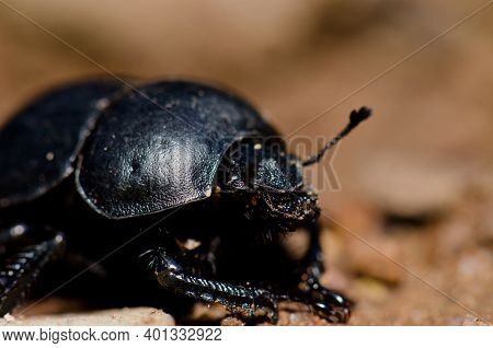 Scarab In The Monfrague National Park. Caceres. Extremadura. Spain.