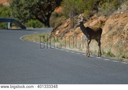 Spanish Red Deer Cervus Elaphus Hispanicus Crossing The Road. Female. Monfrague National Park. Cacer