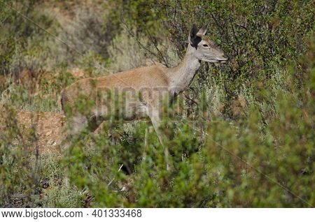 Spanish Red Deer Cervus Elaphus Hispanicus. Hind. Monfrague National Park. Caceres. Extremadura. Spa