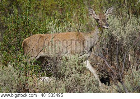 Spanish Red Deer Cervus Elaphus Hispanicus. Hind. Monfrague National Park. Caceres. Extremadura. Spa