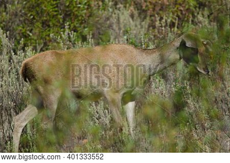 Spanish Red Deer Cervus Elaphus Hispanicus. Hind. Monfrague National Park. Caceres. Extremadura. Spa