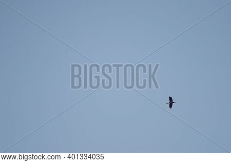 Black Stork Ciconia In Flight. La Herguijuela Farm. Toril. Caceres. Extremadura. Spain.