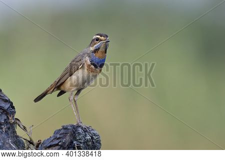 Beautiful Bird Has Multiple Colors On Its Chest Feathers Perching On Burn Timber Expose Over Fine Bl