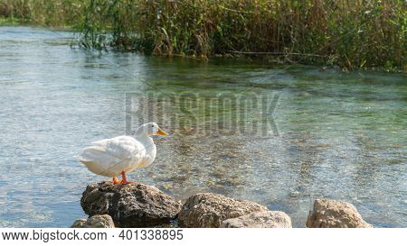 Duck In Azmak River In Akyaka Village Of Mugla, Turkey