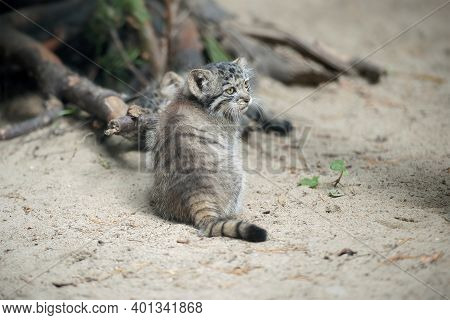Pallas's Cat  (otocolobus Manul). Manul Is Living In The Grasslands And Montane Steppes Of Central A