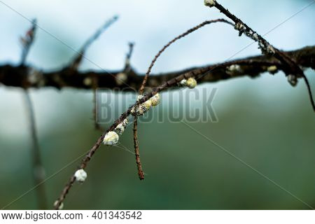 Sap – Sucking Insects On A Gooseberry Branch