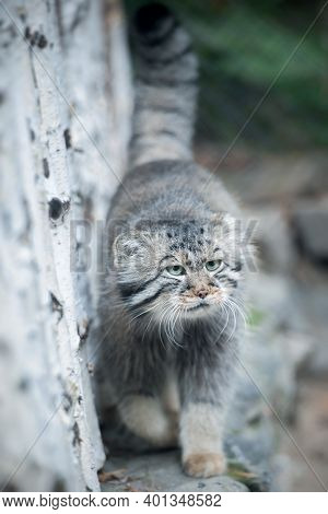 Pallas's Cat (otocolobus Manul). Manul Is Living In The Grasslands And Montane Steppes Of Central As
