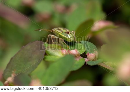 Green True Bugs Nymph