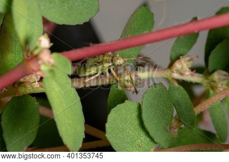 Green True Bugs Nymph