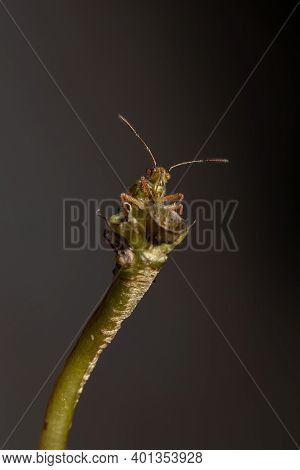 Green True Bugs Nymph