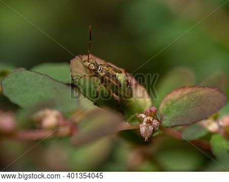 Green True Bugs Nymph