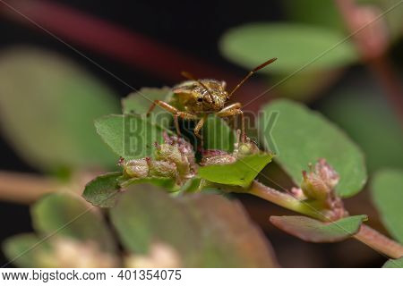 Green True Bugs Nymph