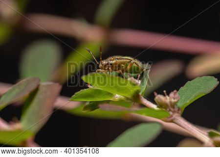 Green True Bugs Nymph
