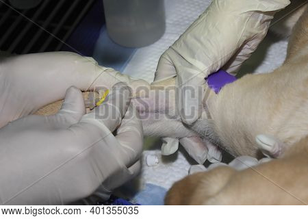 An Intravenous Cannula Placed In A Dog