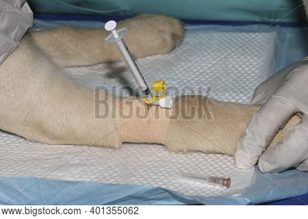 A Labrador Retriever Puppy Recieving Anesthesia