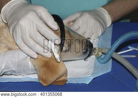 A Labrador Retriever Puppy Recieving Anesthesia