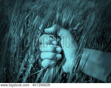 Close Up Of Farmer's Hands Holding Organic Einkorn Barley Seed On The Field At The Sunset.  Abstract