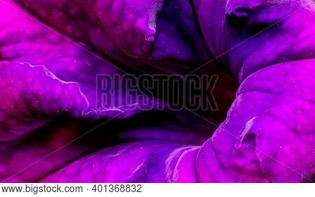 Close Up Of Purple Violet Colored Petunia Flower. Selective Focus Used.