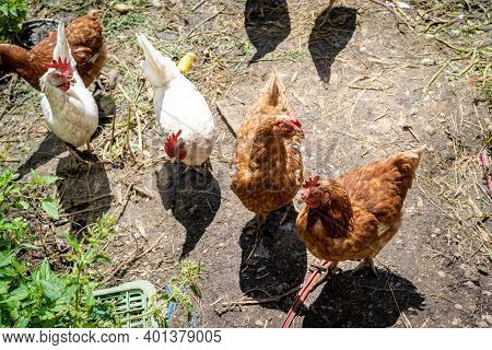 Hen And Rooster In The Paddock At The Farm Yard
