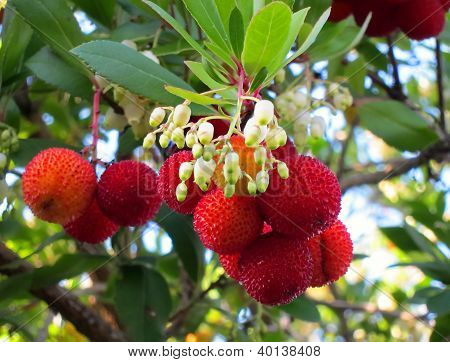 Kousa Dogwood Fruit And Flowers