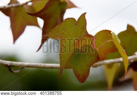 The Plantains Are Trees Of The Genus Platanus, Of The Family Platanaceae, Which Are Native To Eurasi
