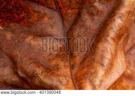 Cruncy Texture On Brown Leaf In Great Smoky Mountains National Park