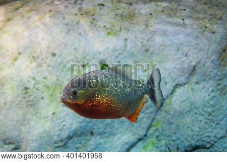 Closeup Of A Red-belly Piranha Or Pygocentrus Nattereri