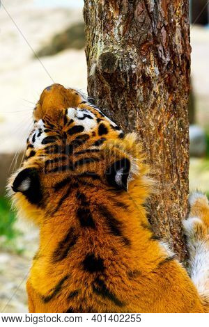 Siberian Tiger, Panthera Tigris Altaica, Also Known As The Amur Tiger
