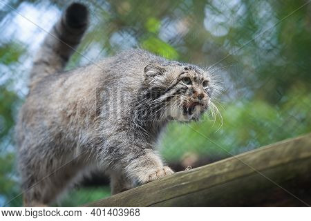 Pallas's Cat (otocolobus Manul). Manul Is Living In The Grasslands And Montane Steppes Of Central As