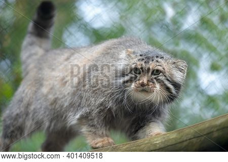 Pallas's Cat (otocolobus Manul). Manul Is Living In The Grasslands And Montane Steppes Of Central As