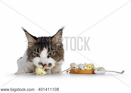 Naughty Maine Coon Cat Stealing Toy Mice Of Edge, Referring To The Dutch Habit: Beschuit Met Muisjes