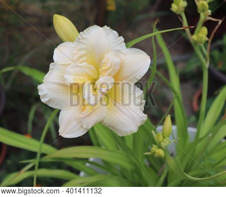 Schnickel Fritz.luxury Flower Daylily In The Garden Close-up. The Daylily Is A Flowering Plant In Th