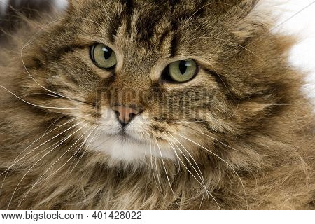 Angora Domestic Cat, Portrait Of Male Angora Domestic Cat, Portrait Of Male