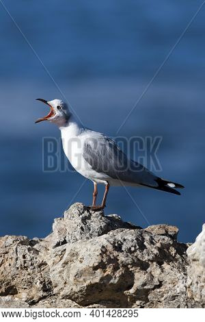 Hartlaub's Gull Or King Gull, Larus Hartlaubii, Adult Standing On Rock, Calling Out, Hermanus In Sou